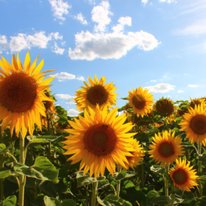 Sunflower field 