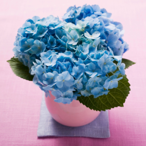 Hydrangeas to show gratitude