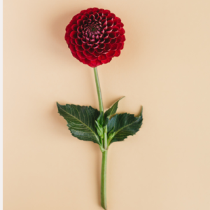 Dahlias bouquets for get well soon, 'good luck', or even 'you'll get through this' occasions