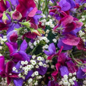 Sweet Pea Flower, the perfect gift for a bride on her wedding day