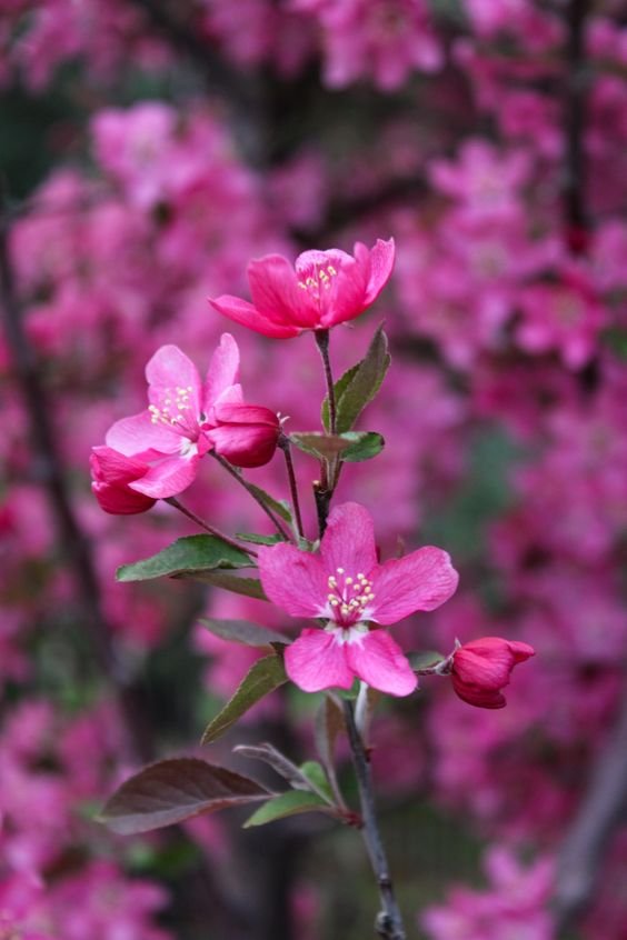 Depth of field in photography