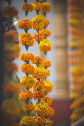 marigold for decoration