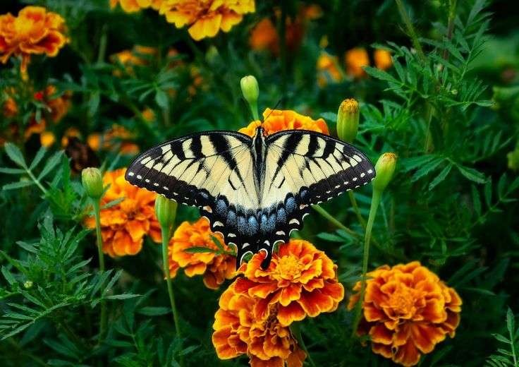 Marigold Flower