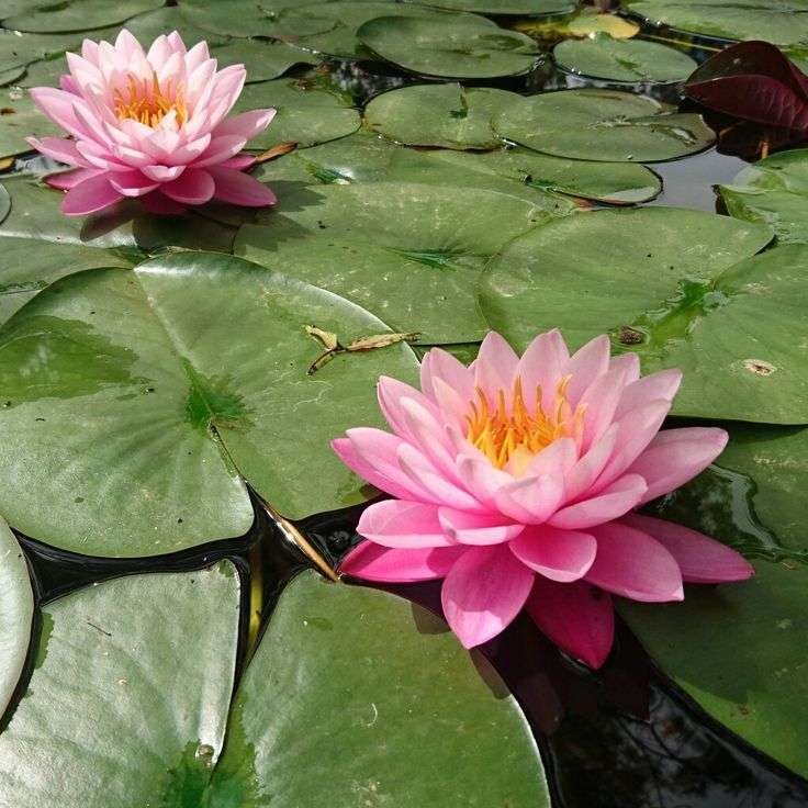 Lotus flower