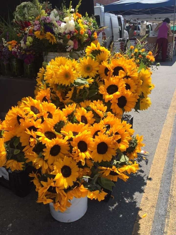 Sunflowers