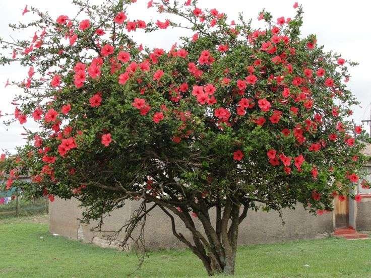 Flower Tree