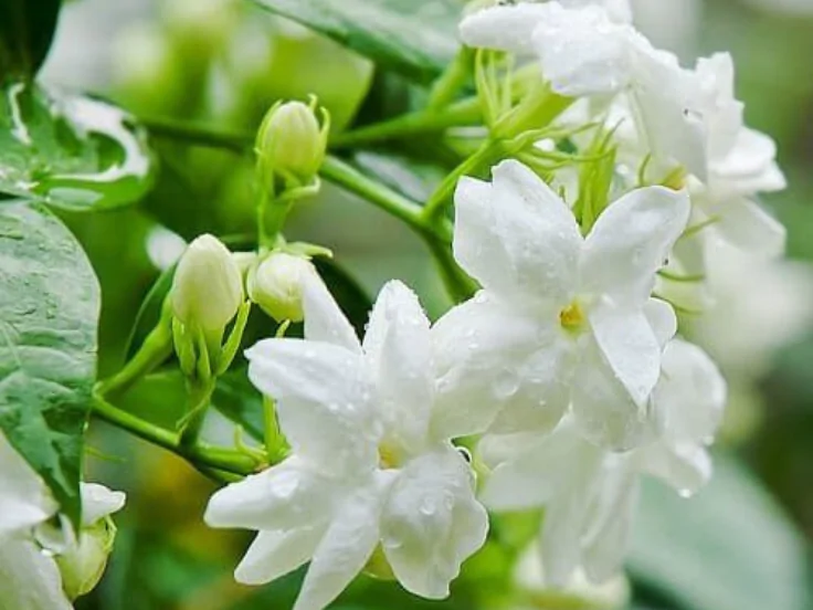 Traditional flowers in Hyderabadi Muslim weddings