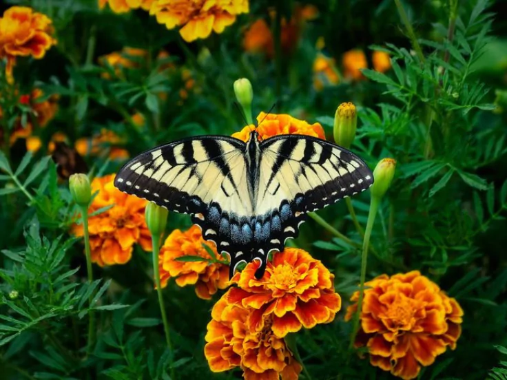 Flowers that Bloom all Seasons in India