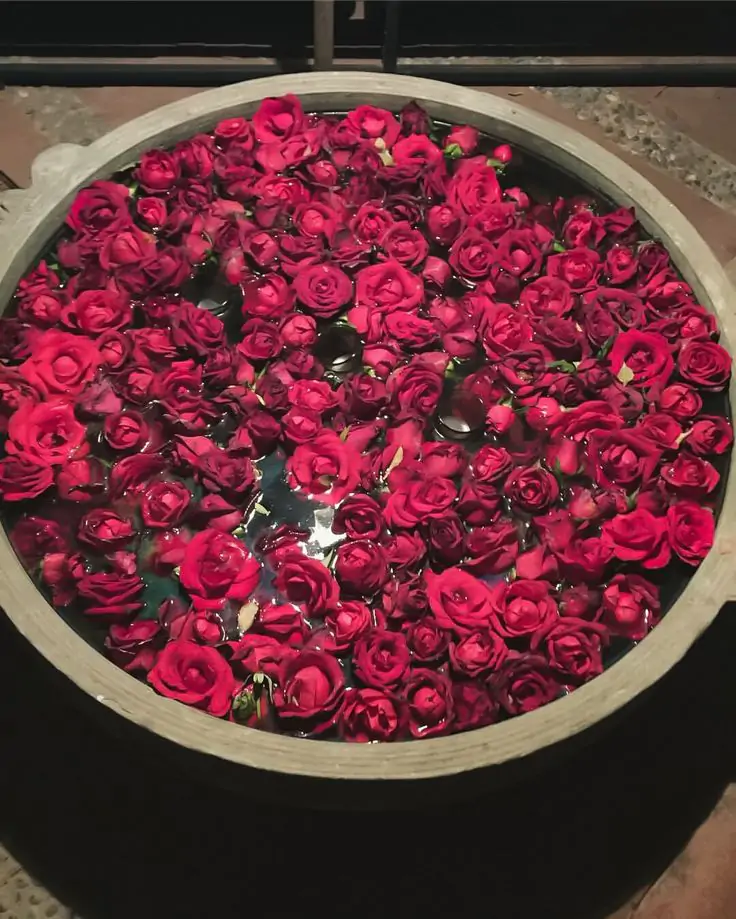 Roses