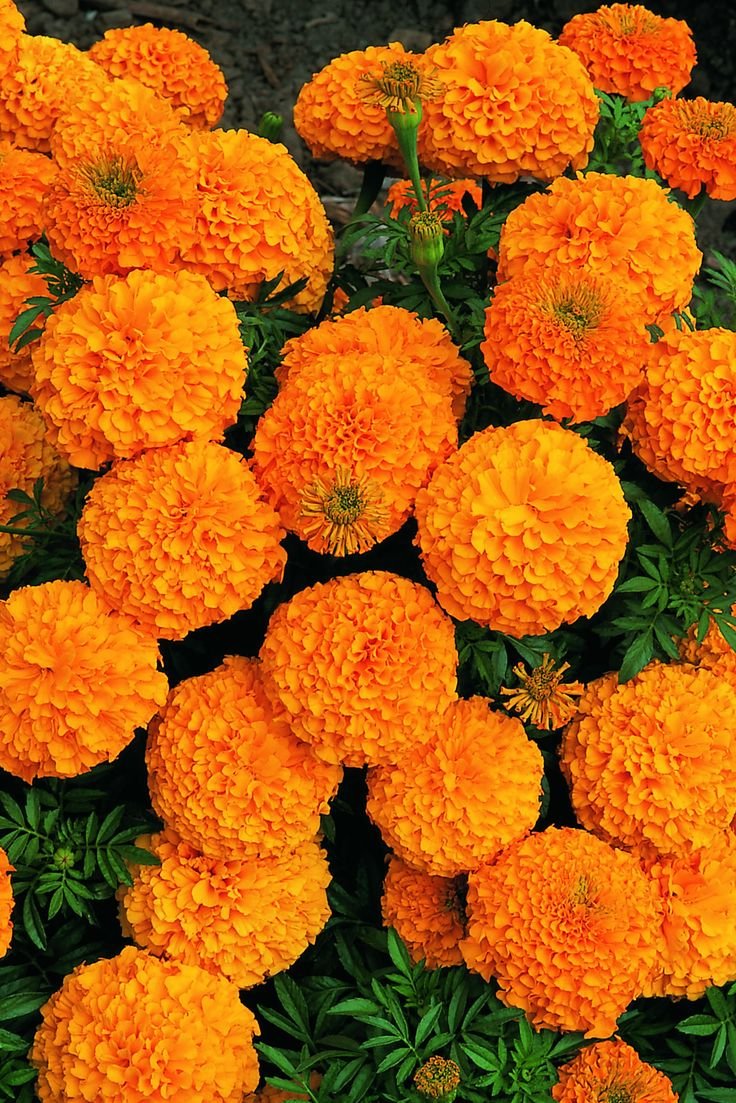 Marigold Flowers