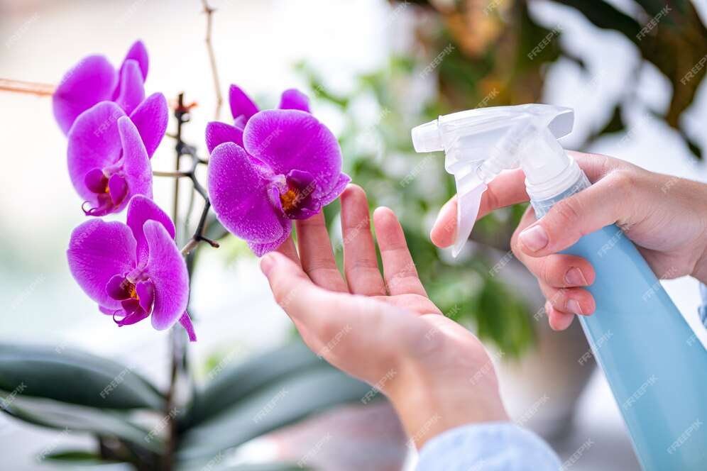 Spraying water on the flowers for photography