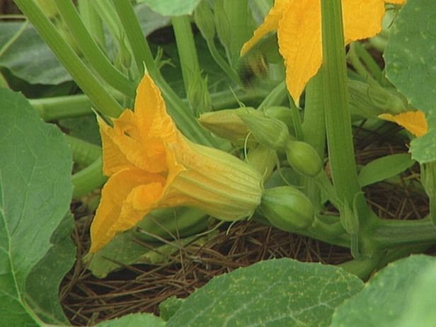 Pumpkin flower