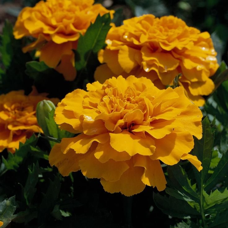 Marigold flower