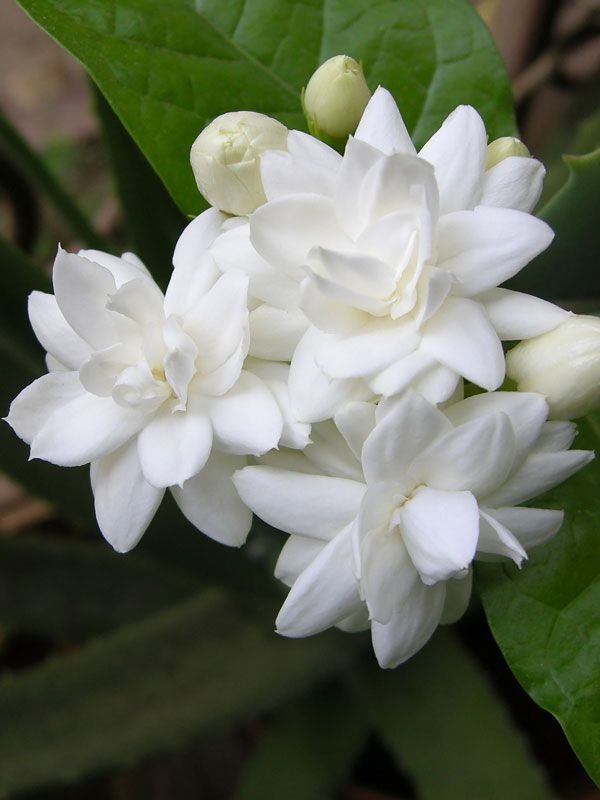 Jasmine flower