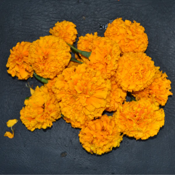 Fresh Saffron Marigold flower