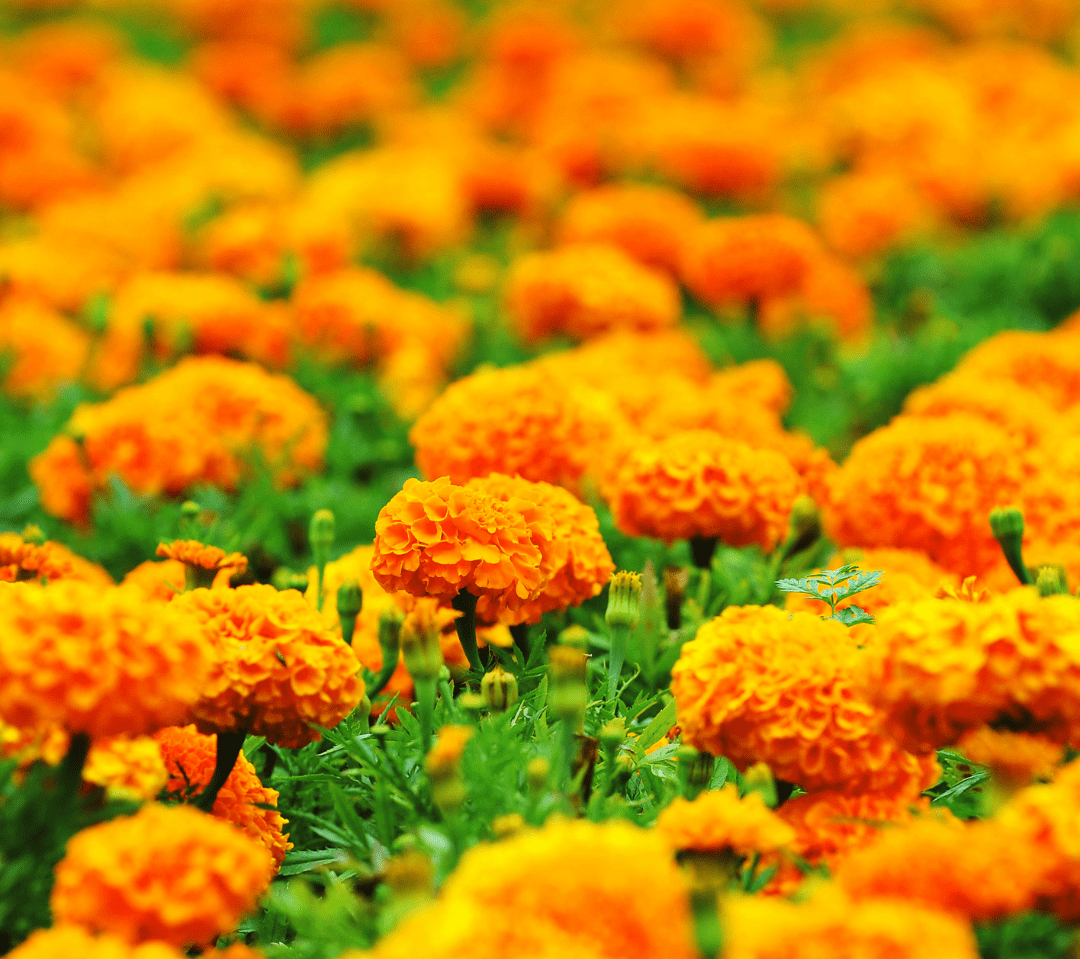 Orange Marigold Flower