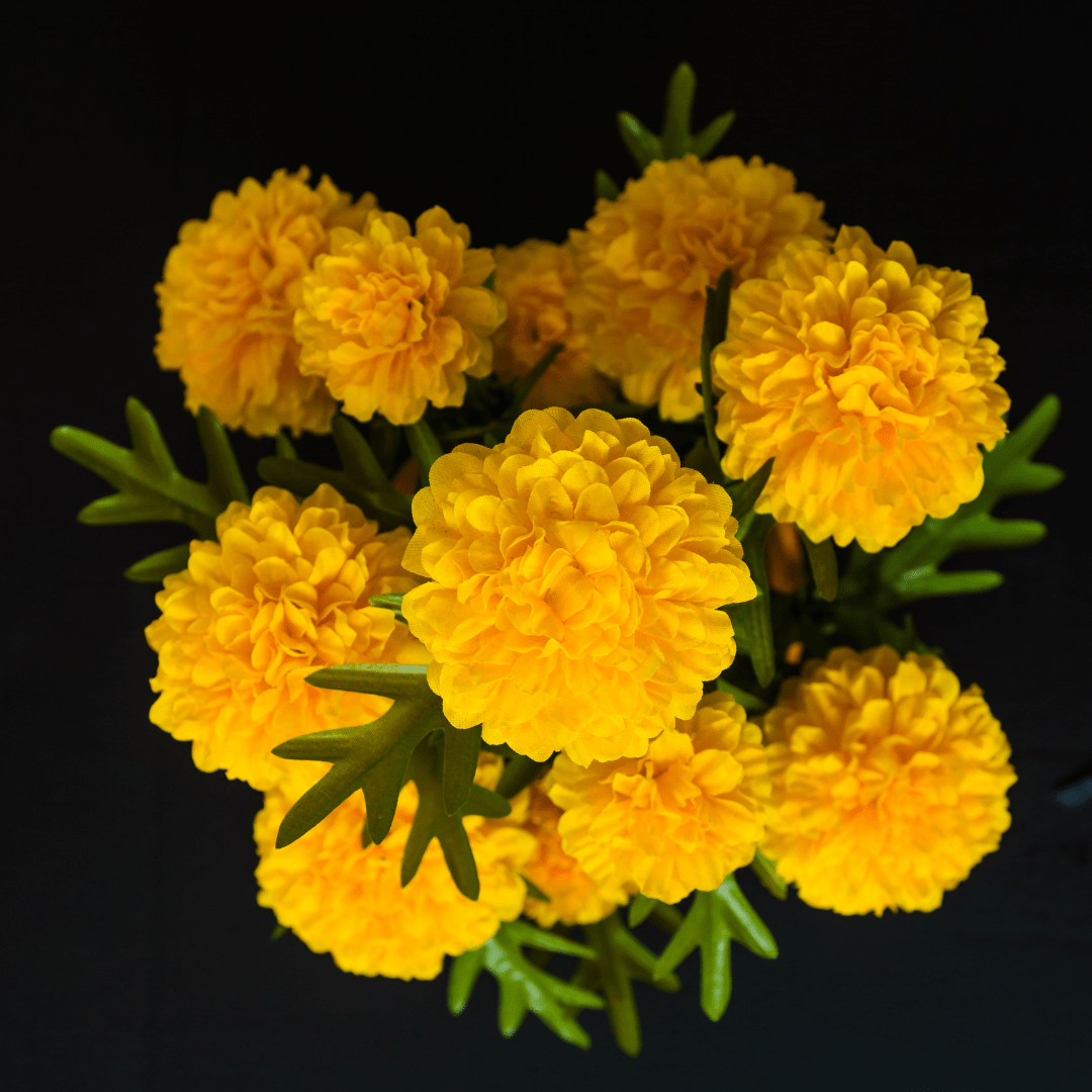 Yellow Marigold Flowers