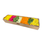 Flower Rangoli box with a choice of 7 colours/flowers from orange and yellow marigold, red, orange and pink roses, white chamanti, Holy basil leaves, and Mango leaves.