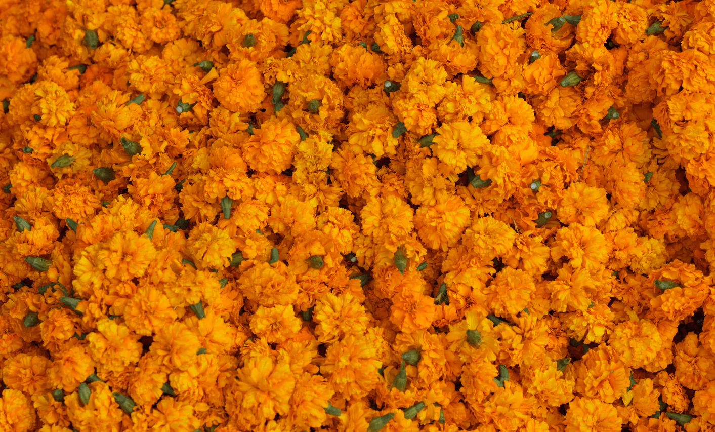 Marigold Flowers