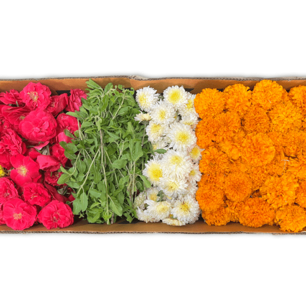 Flower Rangoli box with a choice of 7 colours/flowers from orange and yellow marigold, red, orange and pink roses, white chamanti, Holy basil leaves, and Mango leaves.