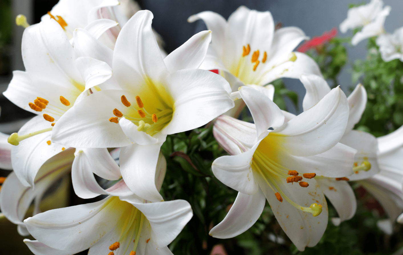 Lily flower