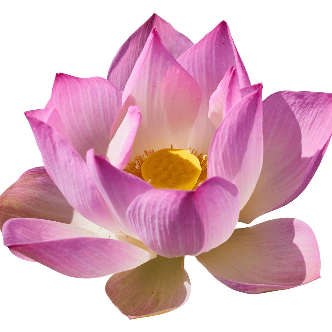 Lotus or Kamal Flower