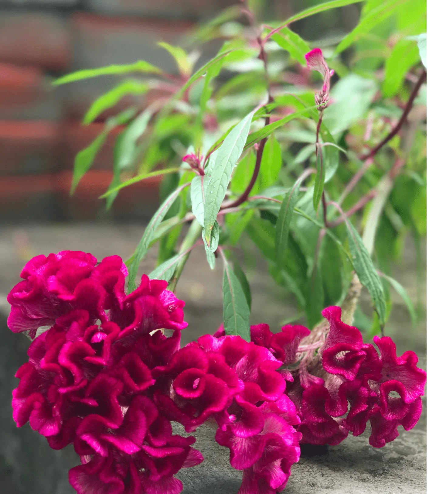 Velvet Flowers