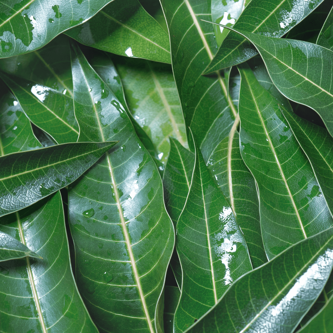 Mango Leaves