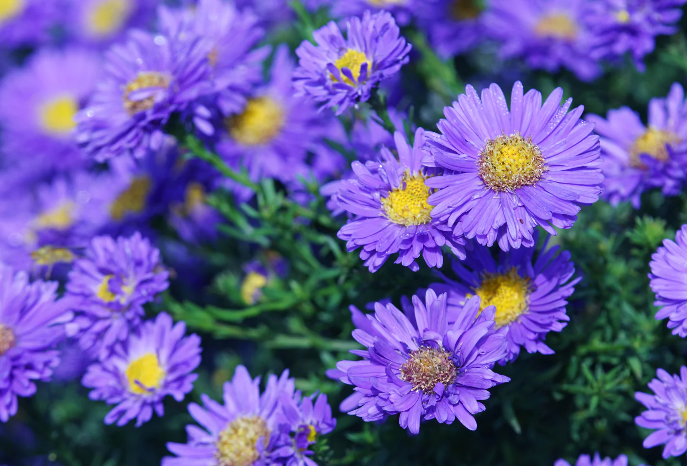 Aster Flowers