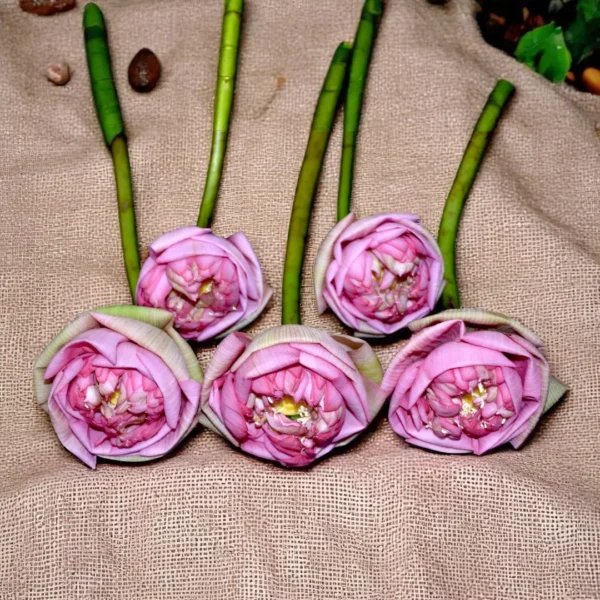 Fresh Lotus - Kamal Flowers online in India at best prices