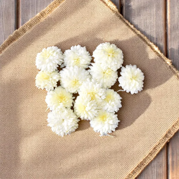 Fresh White chrysanthemum Flowers - Chamanti - Samandi - Guldaudi - Shevanti
