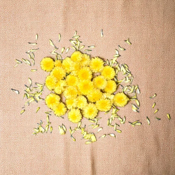 Fresh Yellow chrysanthemum Flowers - Chamanti - Samandi - Guldaudi - Shevanti - Sevanti