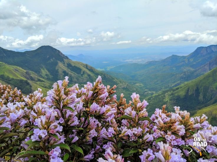 Flowers on the mountain