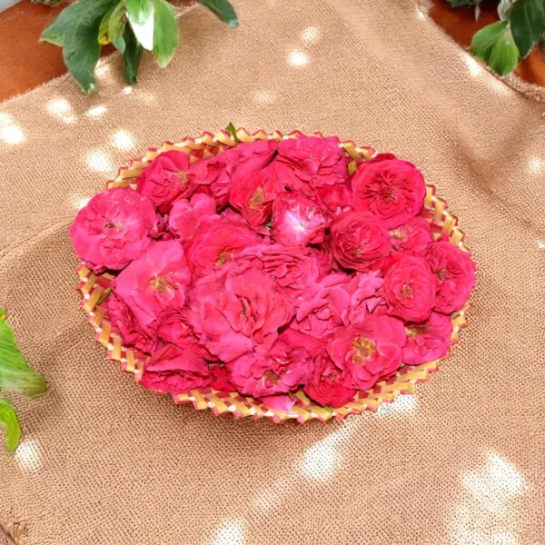 Rose flowers - Gulab - roja