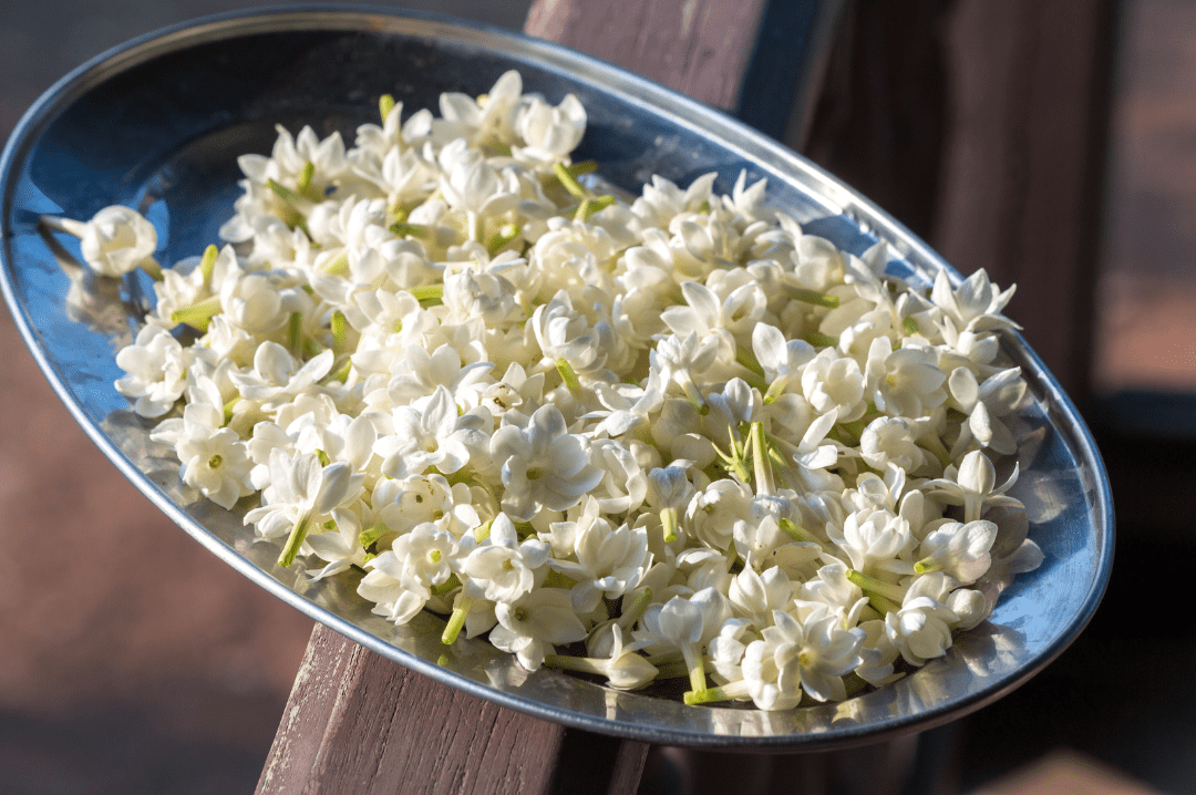 Jasmine Flowers