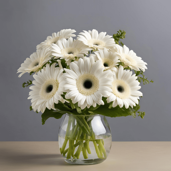 White Gerberas