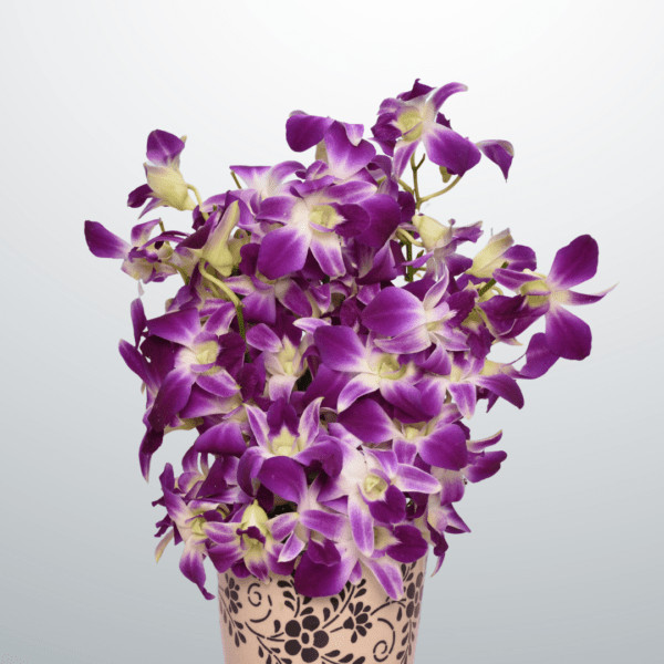 Purple Orchids