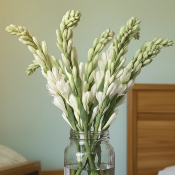 Tuberose - Rajnigandha flower