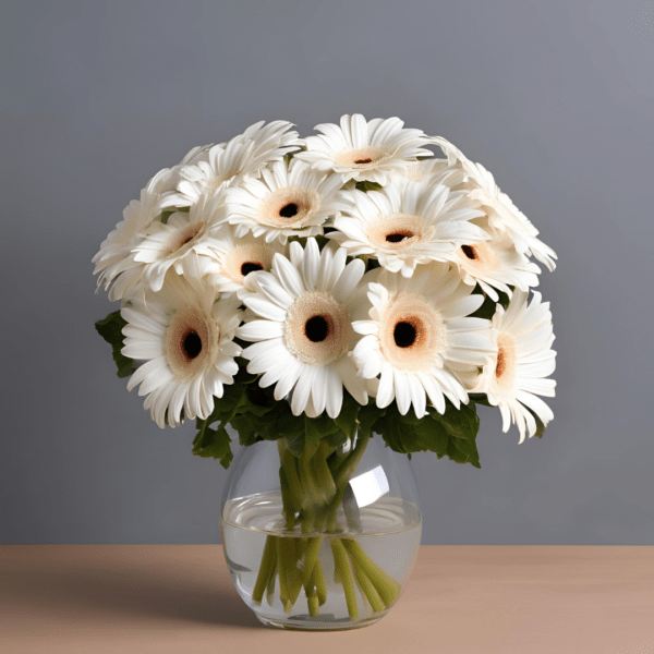 White Gerberas