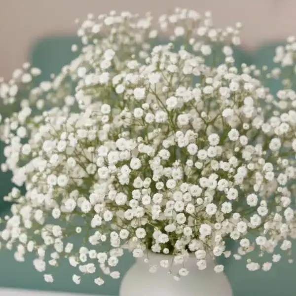Baby's Breath
