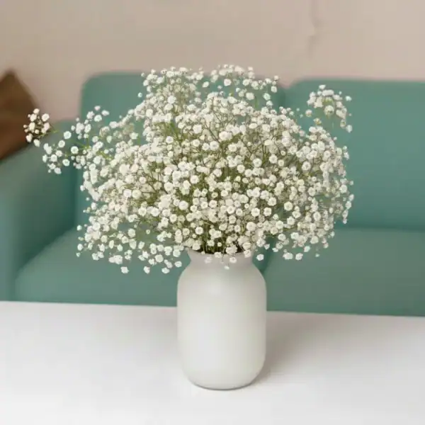 Baby's breath in a vase