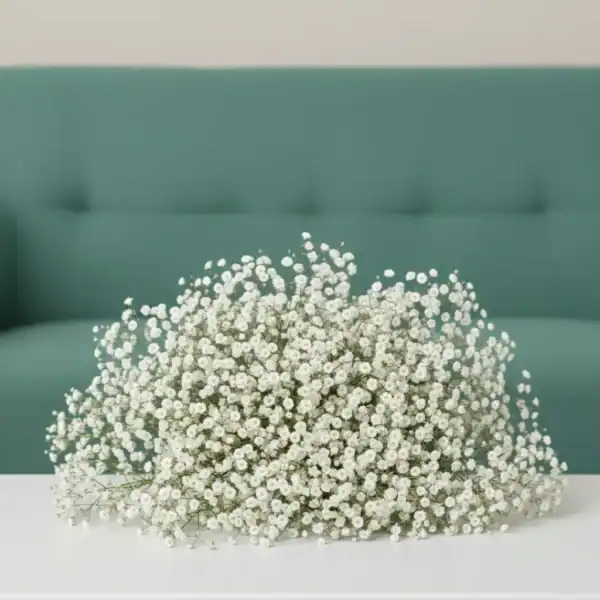 Beautiful Baby Breath