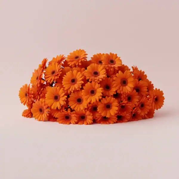 Beautiful Gerbera Flowers