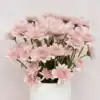 Pink Chrysanthemums