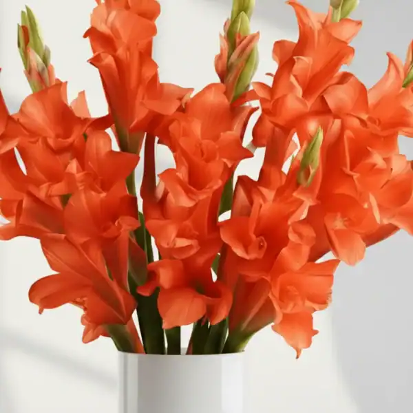 Beautiful Orange Gladiolus