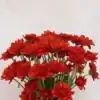 Red Chrysanthemums