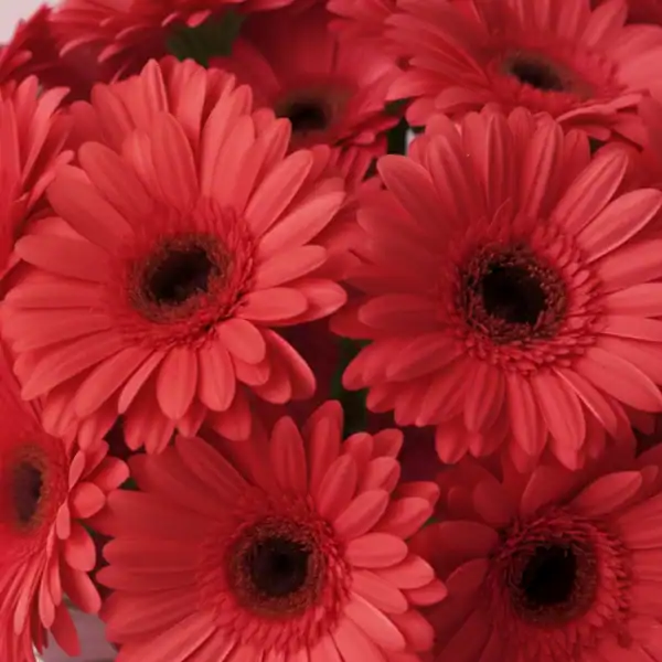 Beautiful Red Gerbera flowers