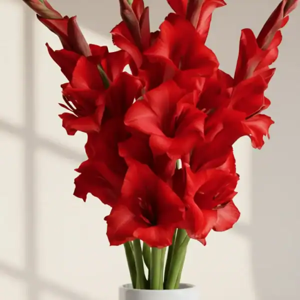 Beautiful Red Gladiolus