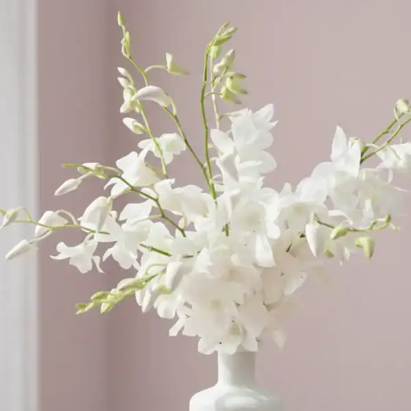Beautiful White Orchids
