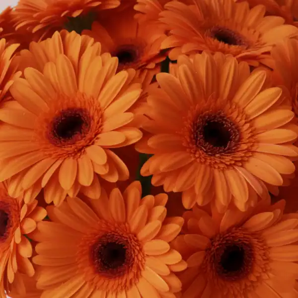 Bunch of Gerbera flowers